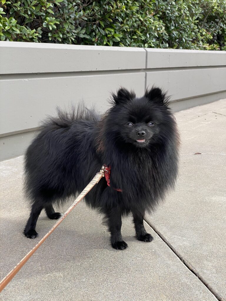 black pomeranian momo