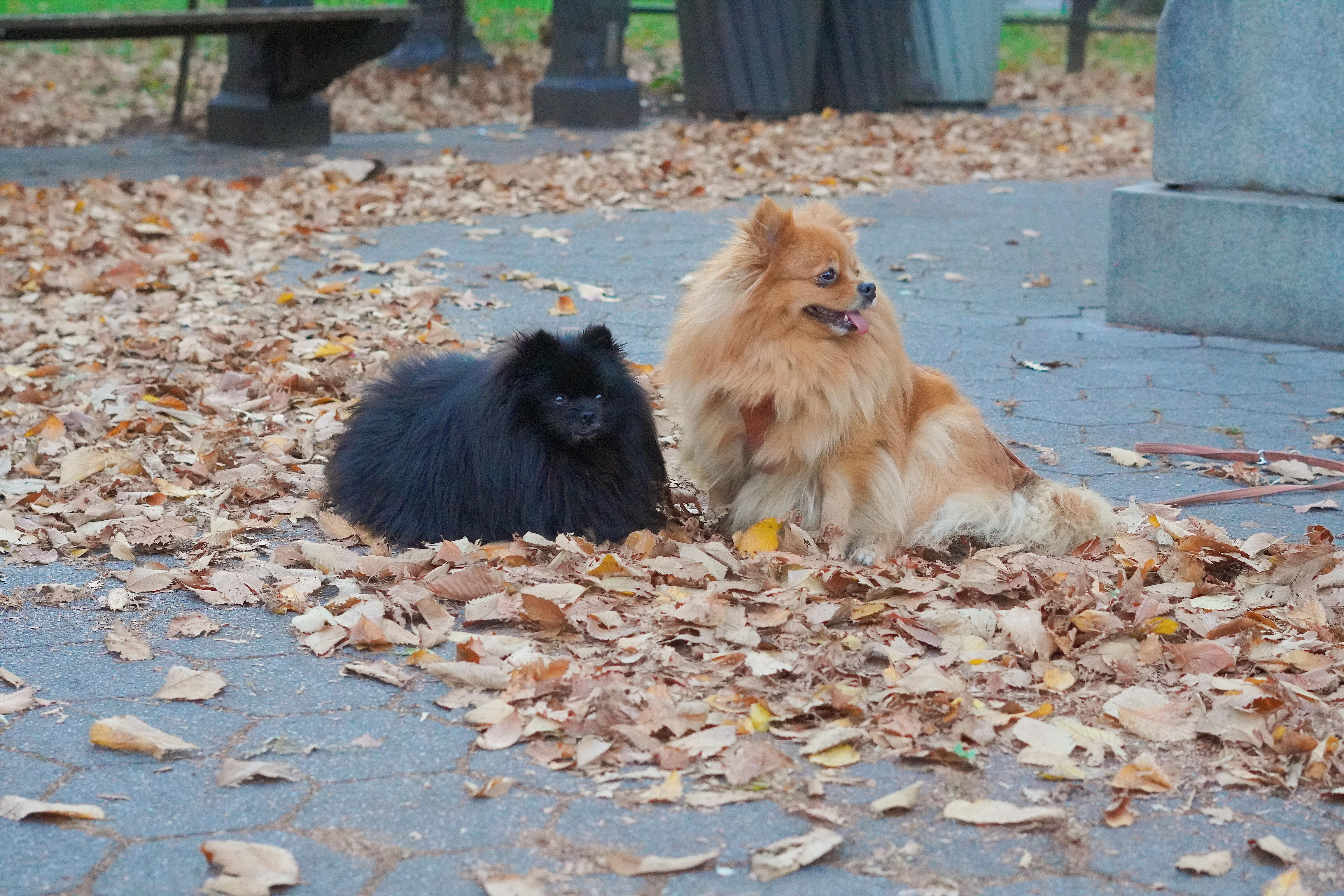 Pomernians mimi and momo in central park autumn leaves